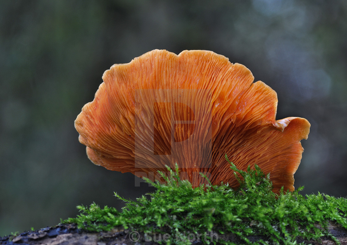 "chanterelle no 1" stock image