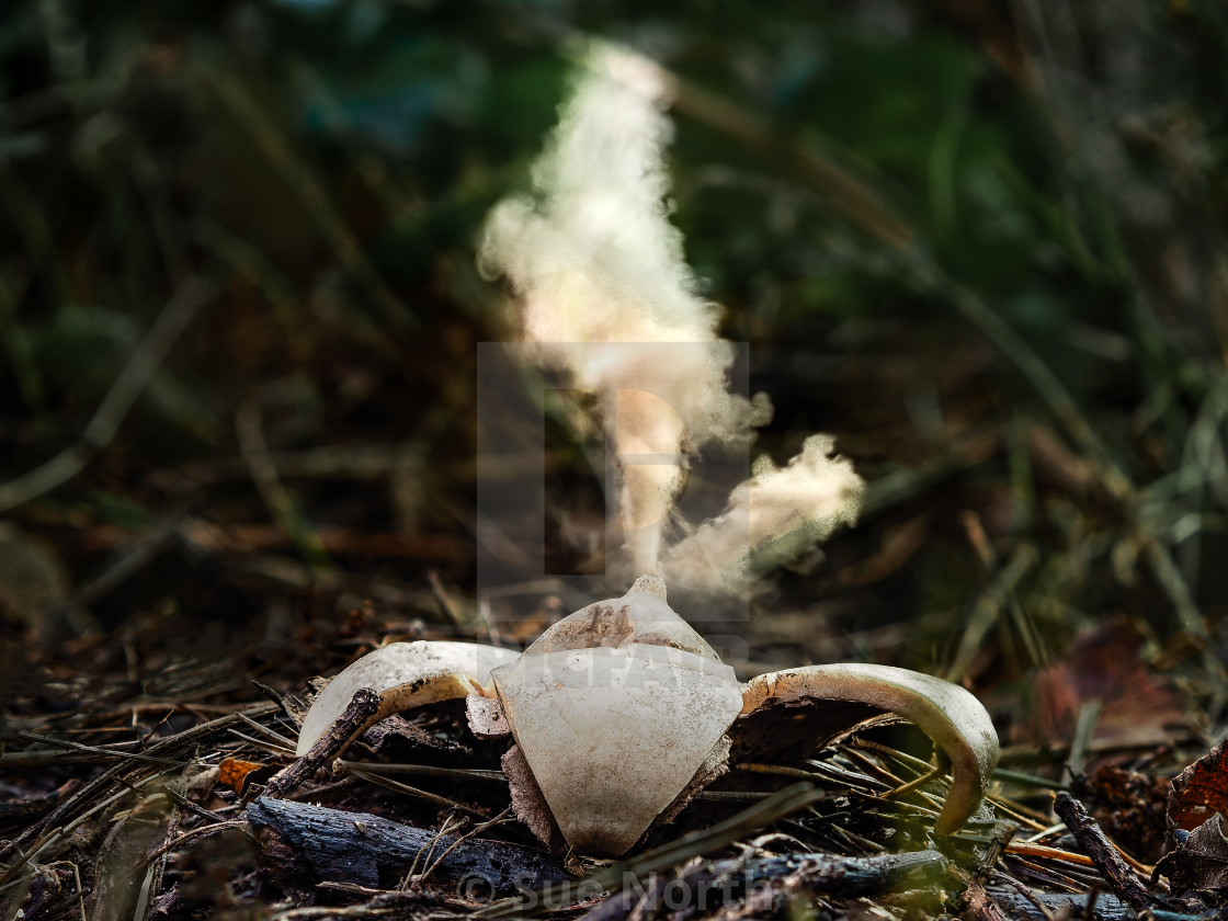 "Collared earthstar, Geastrum triplex no 2" stock image