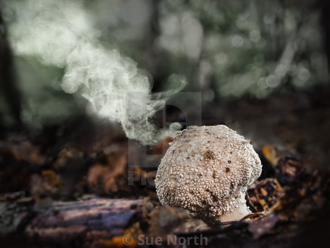 "Common puffball Scleroderma citrinum no 1" stock image