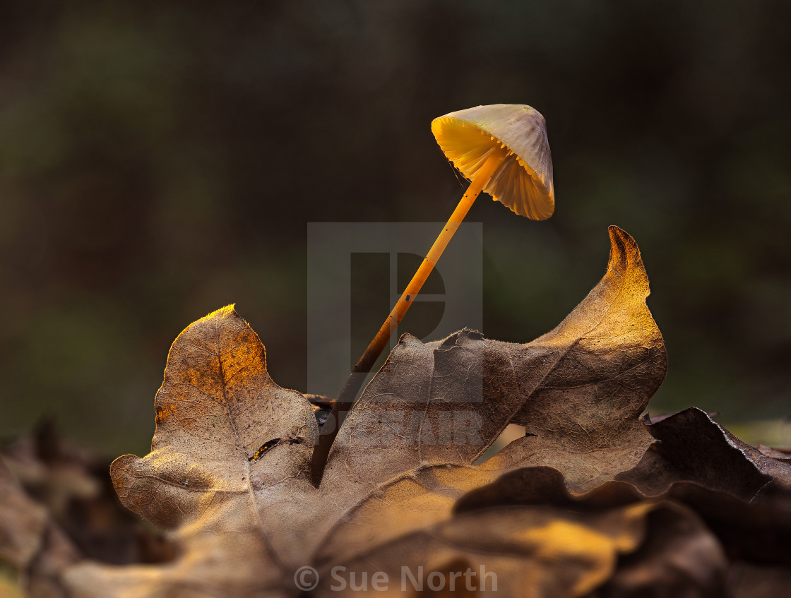 "Angel's Bonnet no 6" stock image