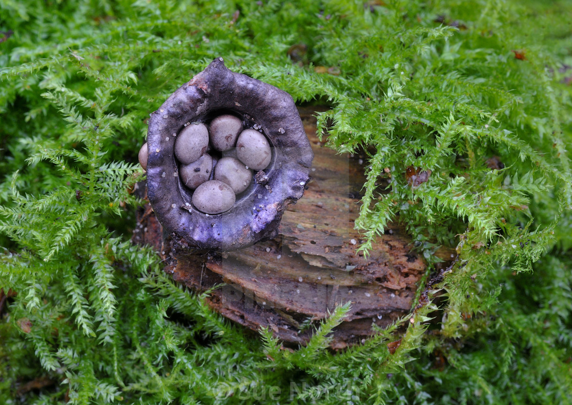 "Birds Nest Fungus" stock image