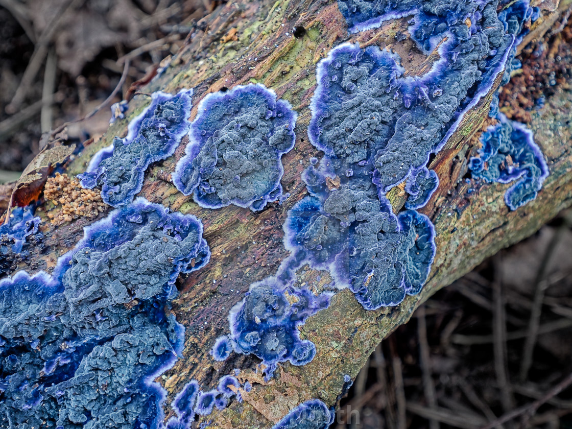 "Cobalt Crust, Terana caerulea" stock image