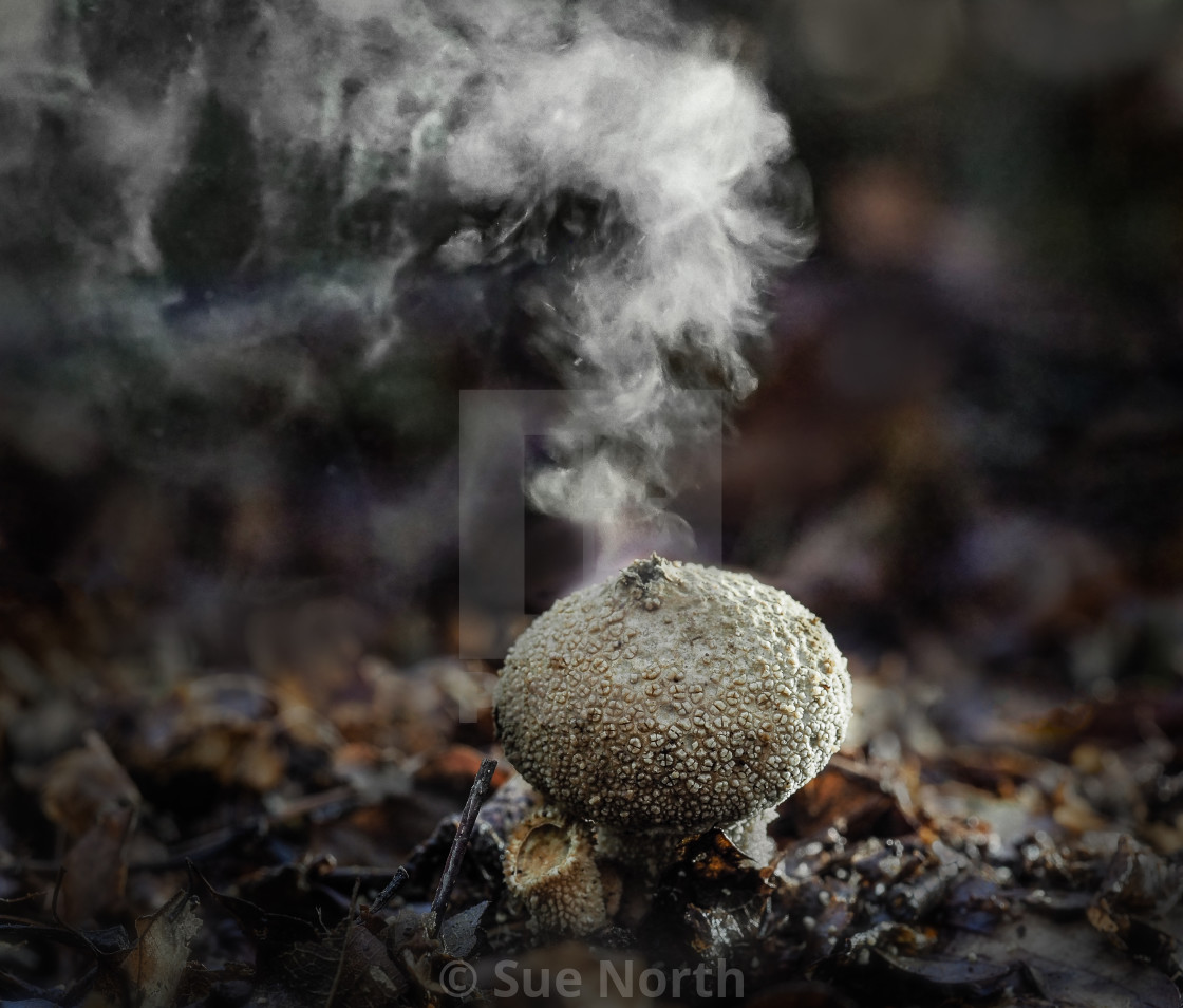 "Common puffball Scleroderma citrinum no 3" stock image