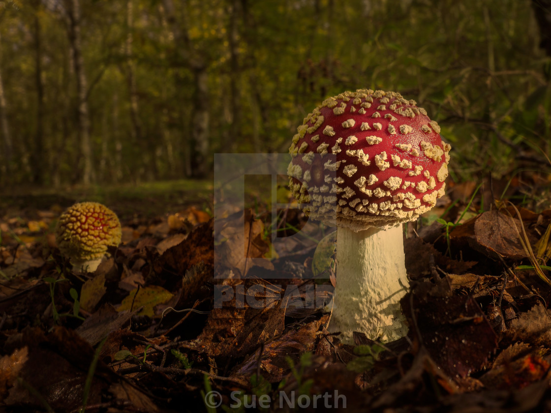 "Fly agaric, Amanita muscaria" stock image