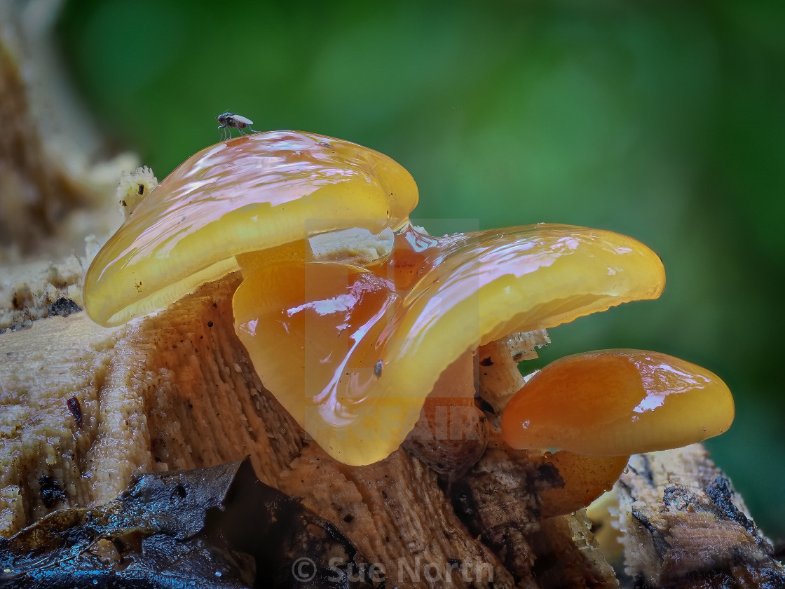 "Fungus" stock image