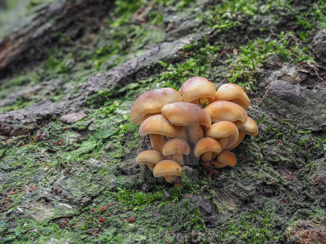 "Fungus no 1" stock image