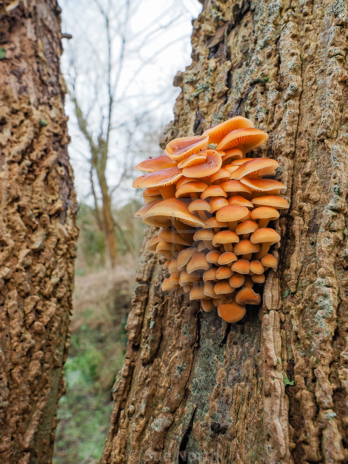 "VELVET FOOT FUNGI no 2" stock image