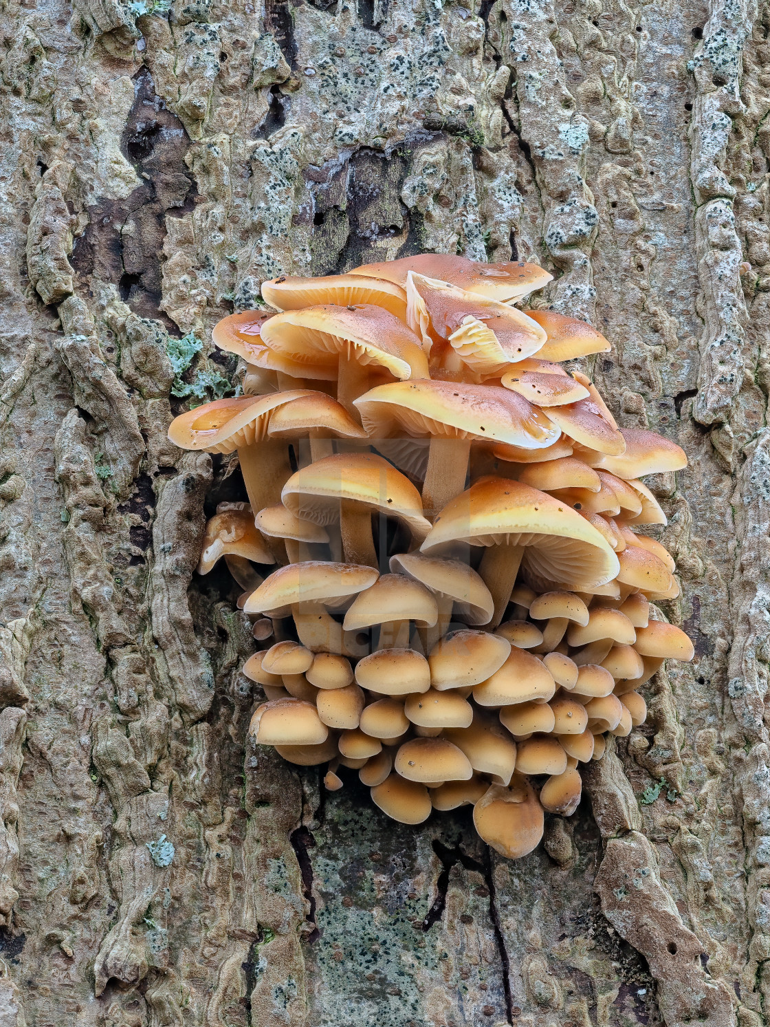 "VELVET FOOT FUNGI no 3" stock image