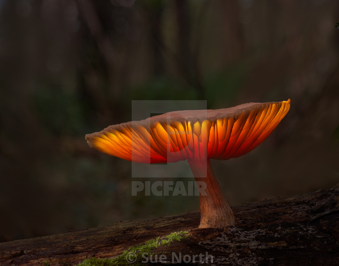 "glowing fungus" stock image