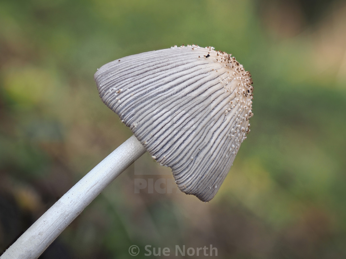 "Angel's Bonnet no 7" stock image