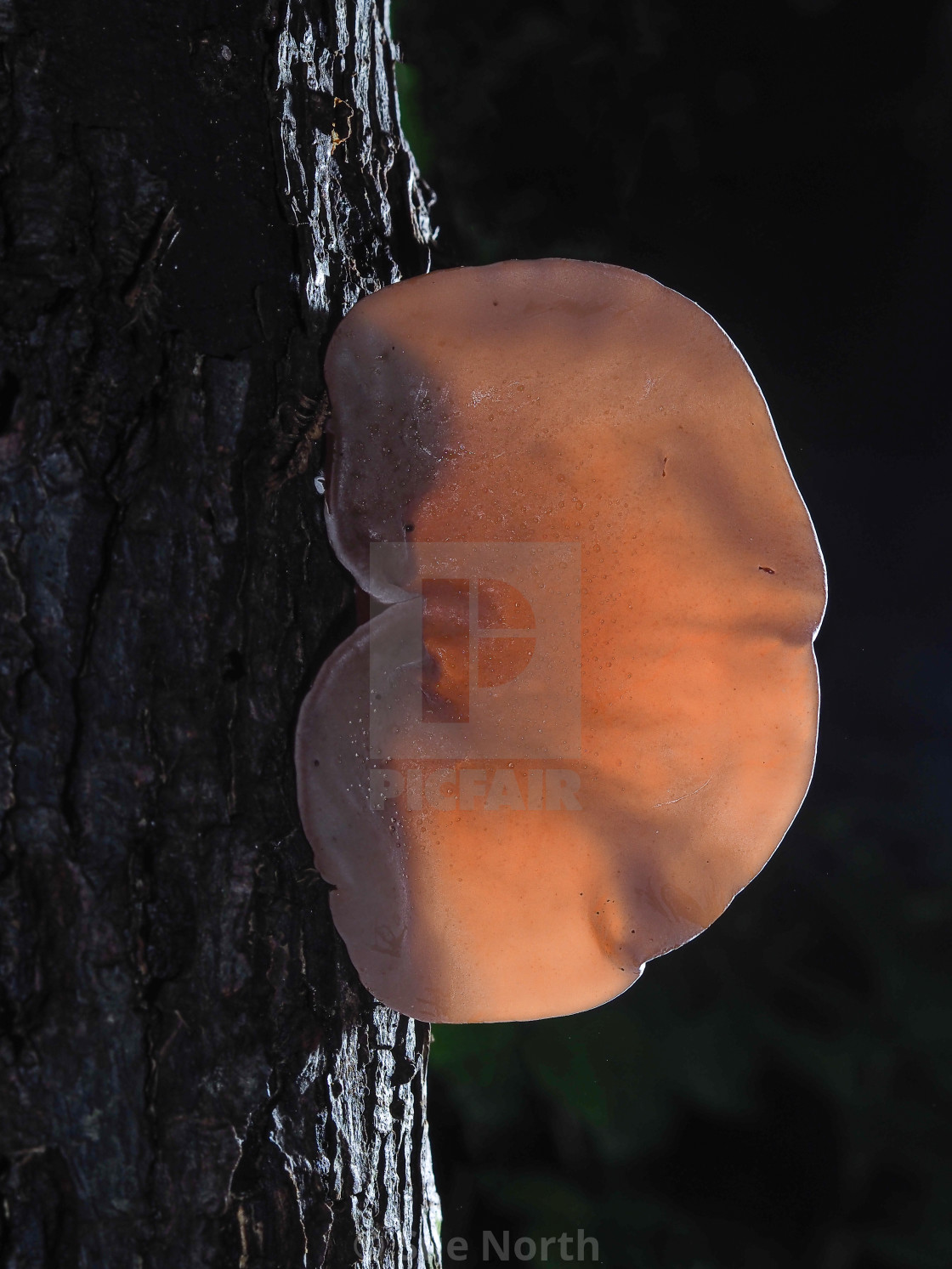 "Jelly ear, Auricularia auricula-judae no 1" stock image