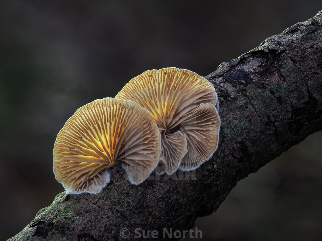 "Variable Oysterling (Crepidotus variabilis) no 3" stock image