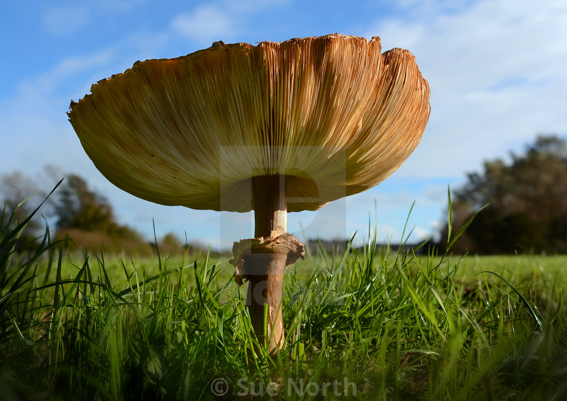 "Shaggy parasol, Chlorophyllum rhacodes" stock image