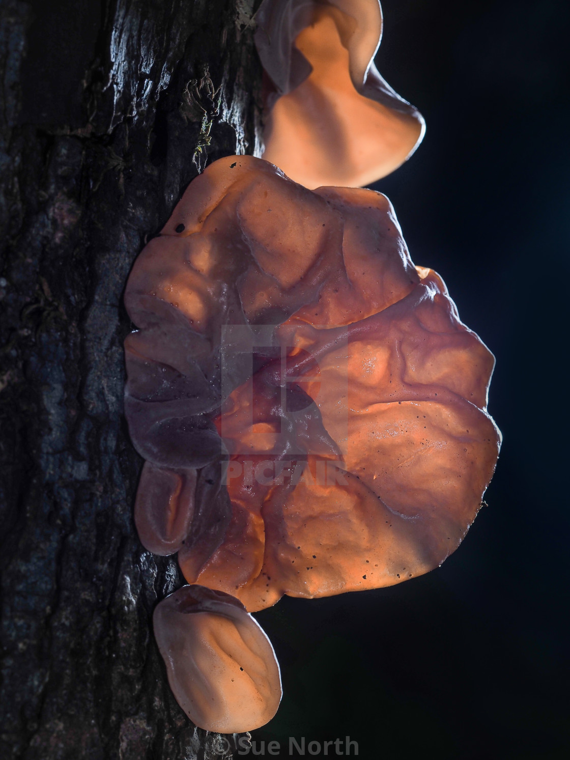 "Jelly ear, Auricularia auricula-judae no 2" stock image