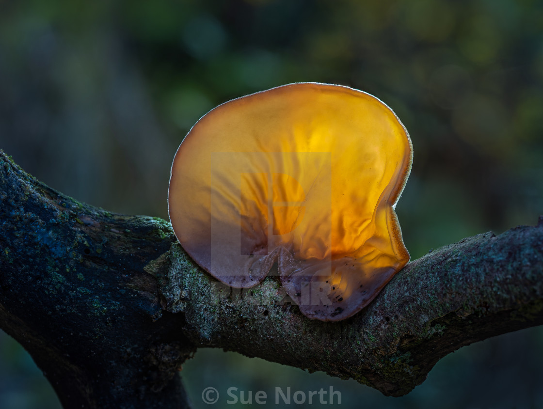 "Jelly ear, Auricularia auricula-judae no 3" stock image