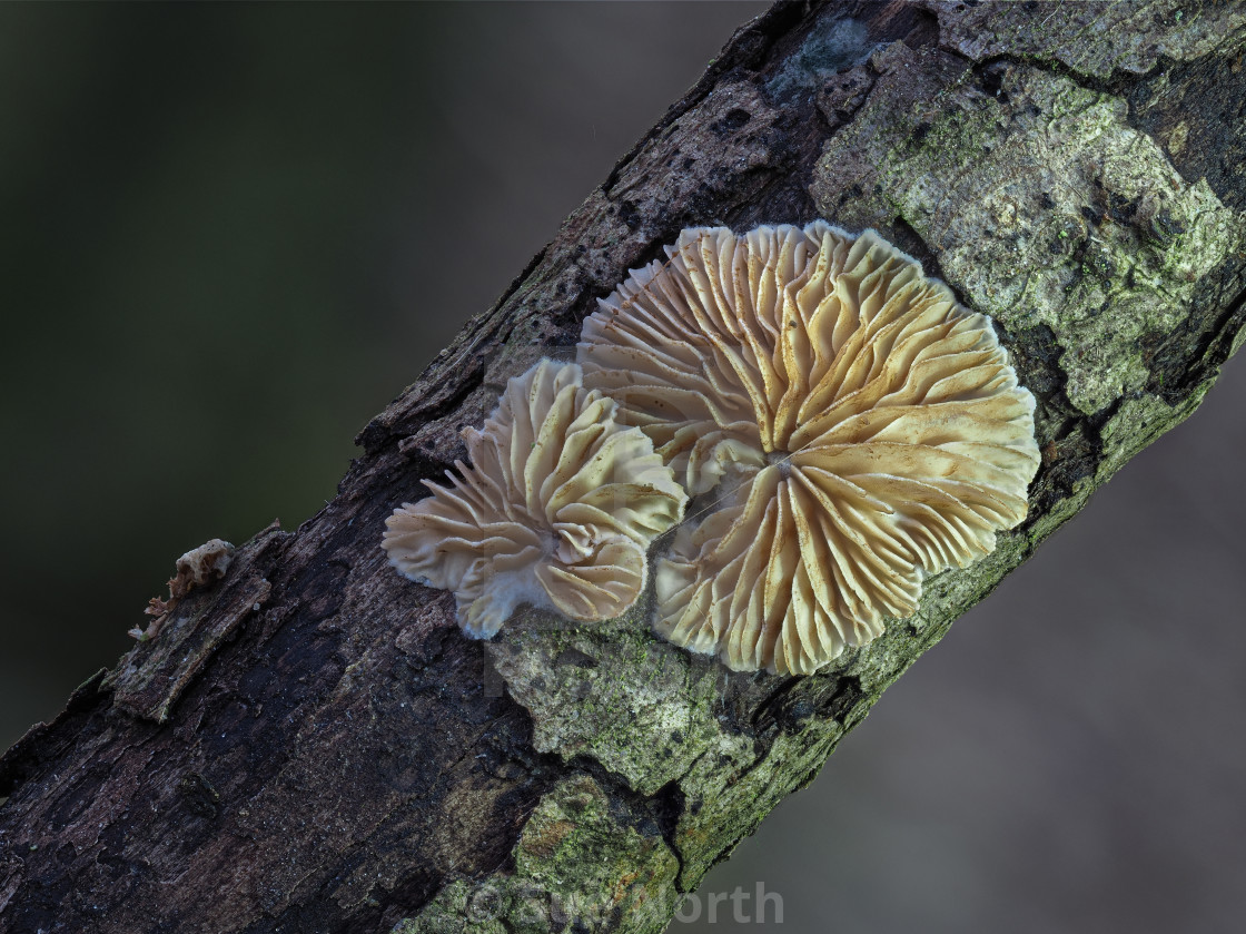 "Variable Oysterling (Crepidotus variabilis) no 1" stock image