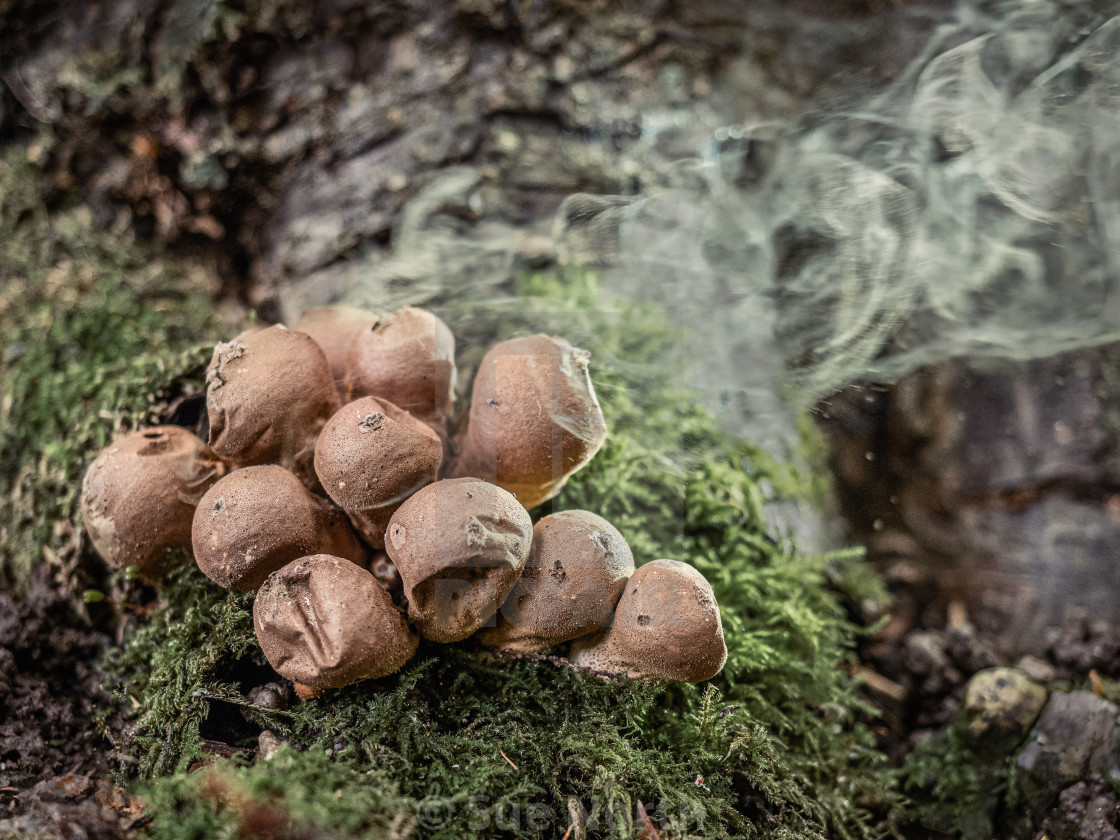 "Stump Puffball releasing spores no 2" stock image