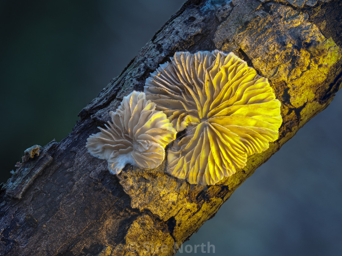 "Variable Oysterling (Crepidotus variabilis) no 2" stock image