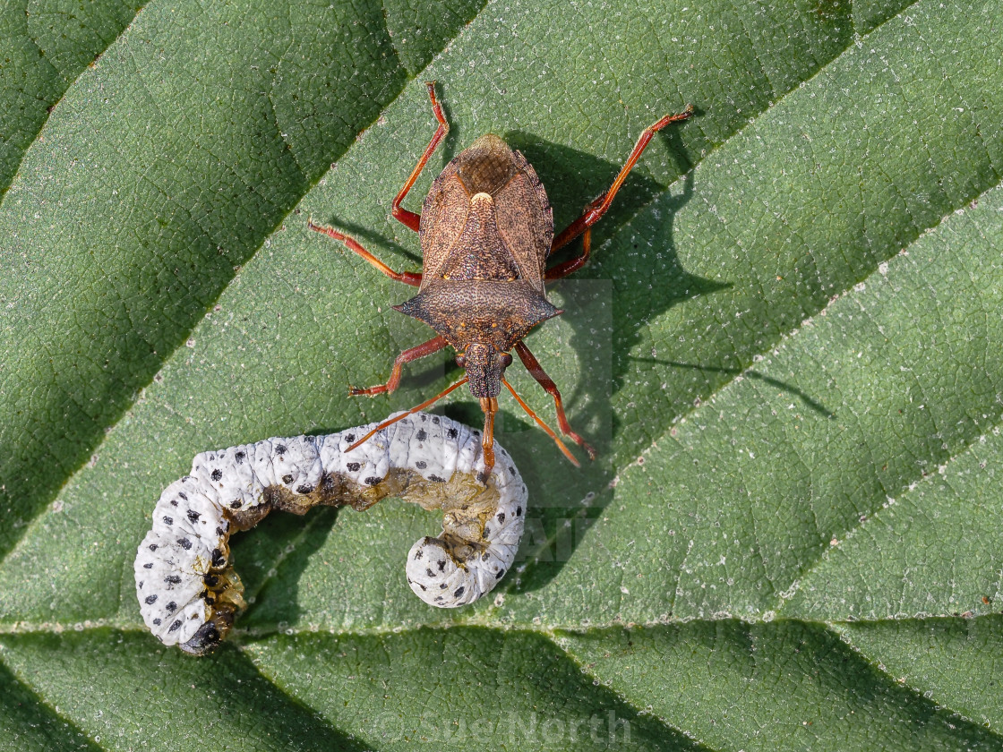 "Spiked shieldbug no 2" stock image