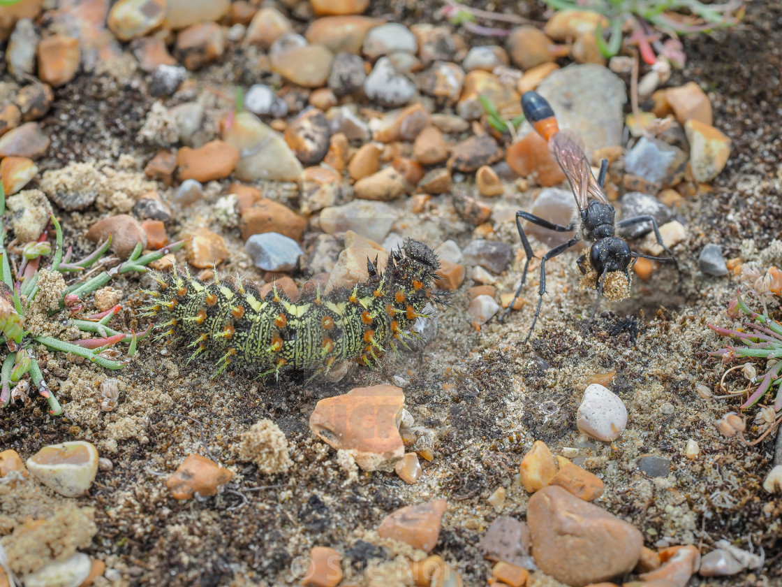 "Red banded sand wasp digging a burrow." stock image