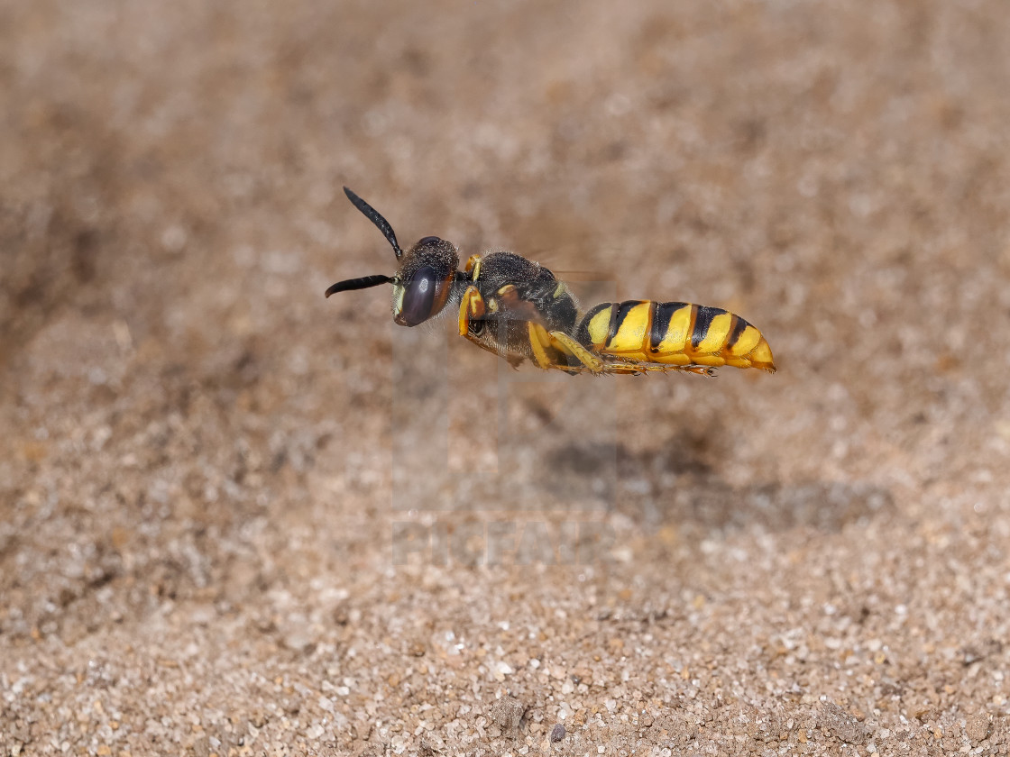 "Beewolf Philanthus flying." stock image