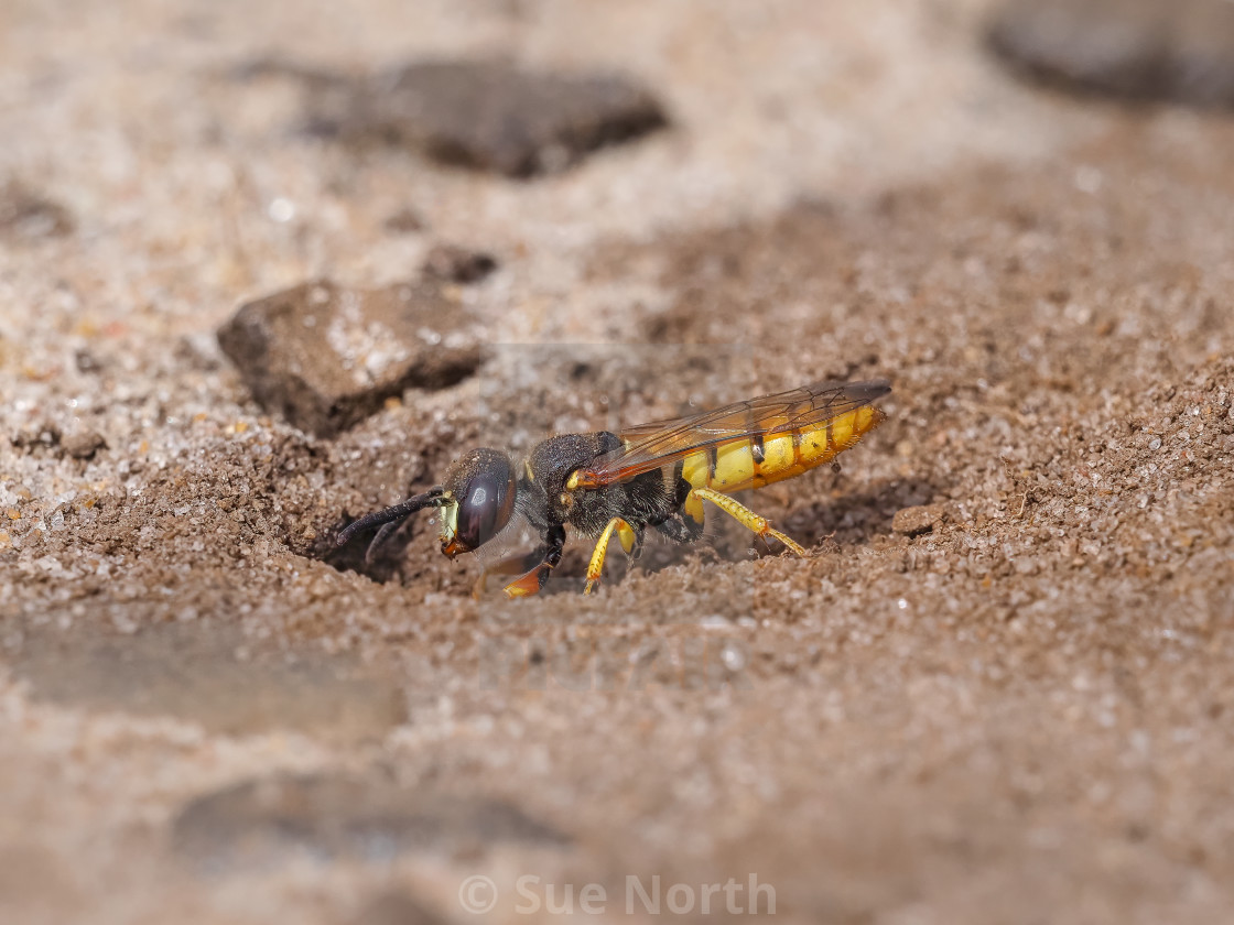 "Beewolf Wasp Digging its burrow." stock image