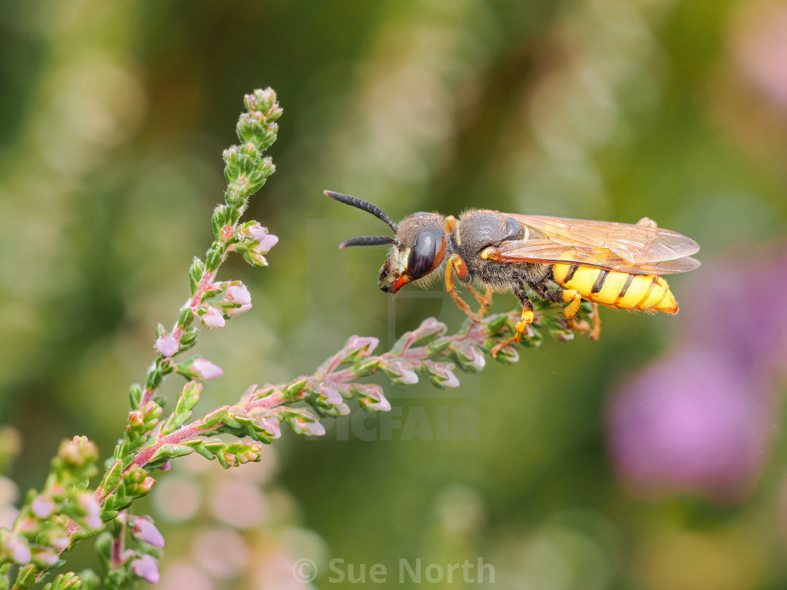 "Beewolf Philanthus" stock image