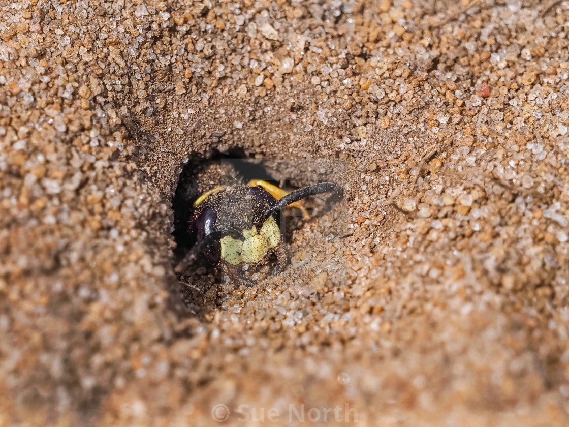 "Beewolf Philanthus at burrow entrance no 1" by Sue North - $24.82 "Beewolf Philanthus at burrow entrance no 1" stock image