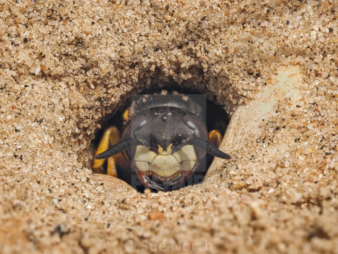 "Beewolf Philanthus at burrow entrance no 2" by Sue North - $24.82 "Beewolf Philanthus at burrow entrance no 2" stock image