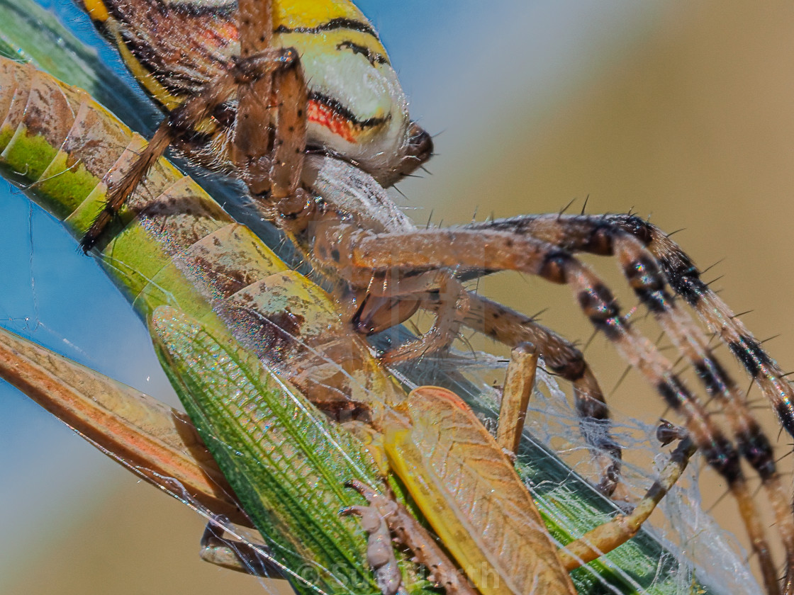 "Wasp spider with grasshopper prey no 1" stock image