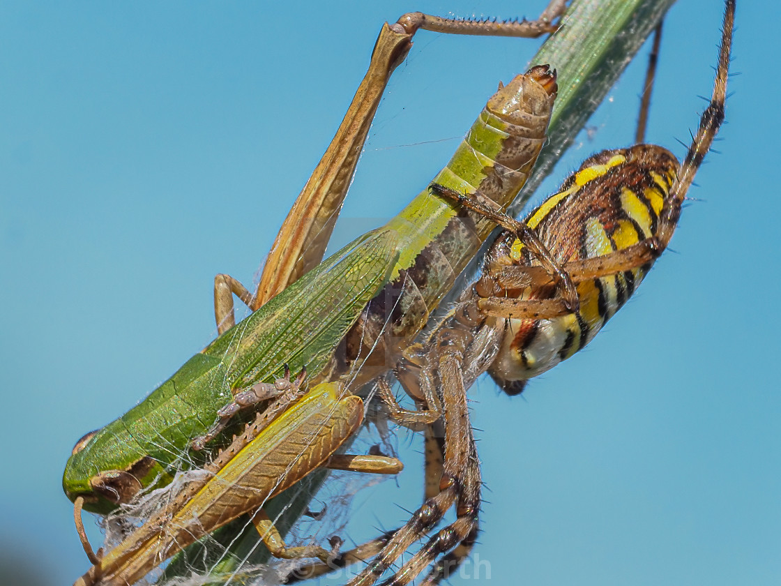 "Wasp spider with grasshopper prey no 3" stock image