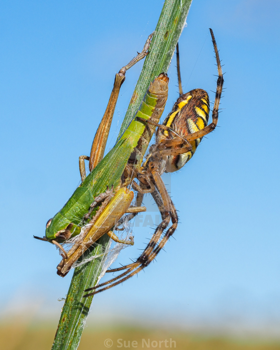 "Wasp spider with grasshopper prey no 2" stock image