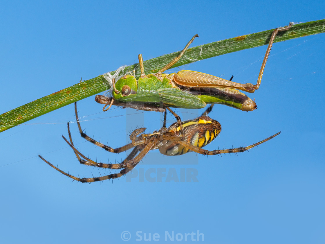 "Wasp spider with grasshopper prey no 4" by Sue North - $12.56 "Wasp spider with grasshopper prey no 4" stock image