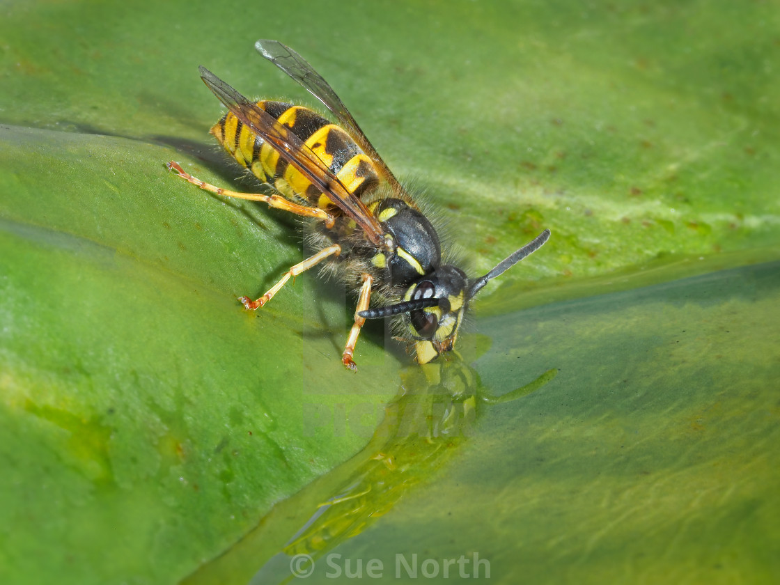 "Wasp having a drink reflection no 2" stock image