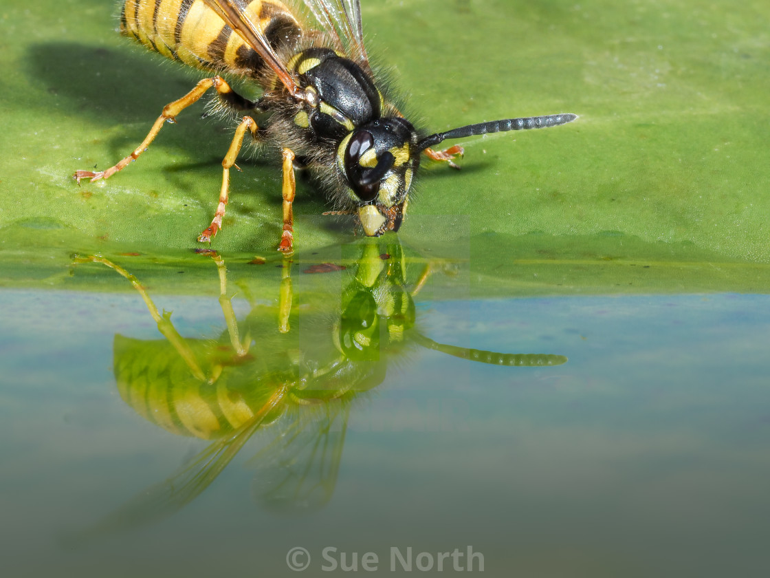 "Wasp having a drink reflection no 1" stock image