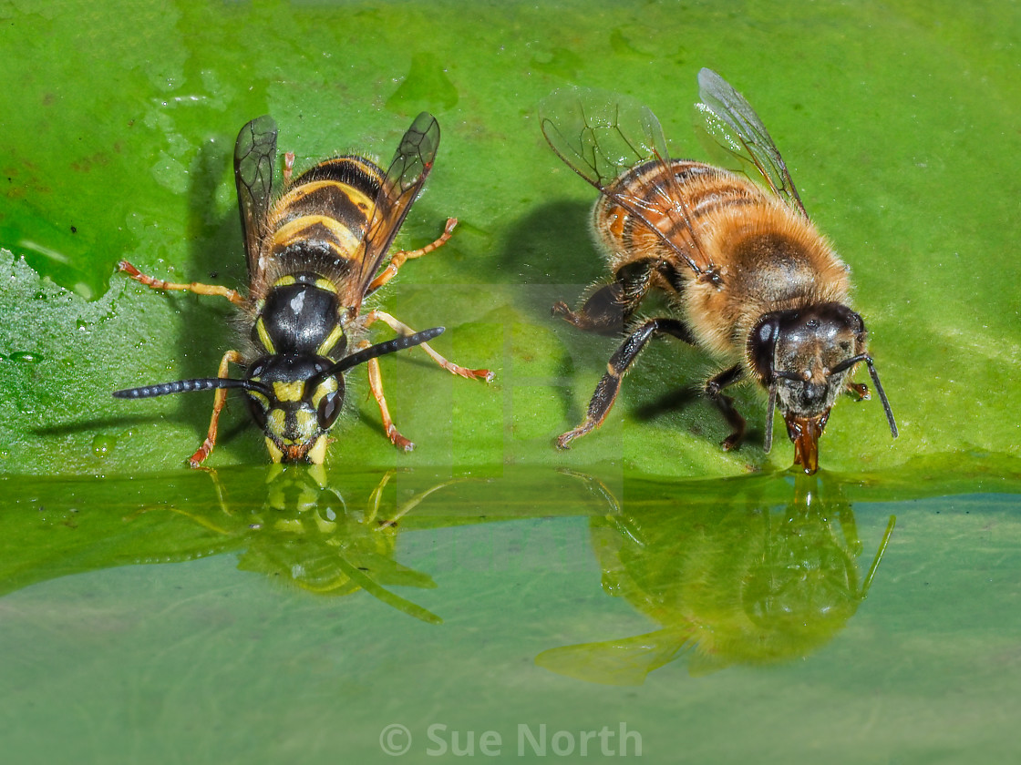 "Honey bee and wasp having a drink reflection" stock image