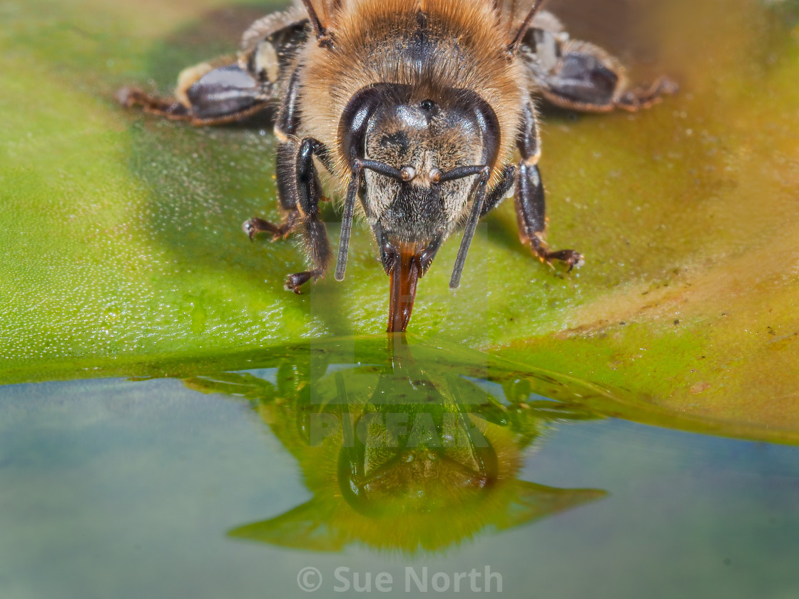 "Honey bee having a drink reflection no 2" stock image