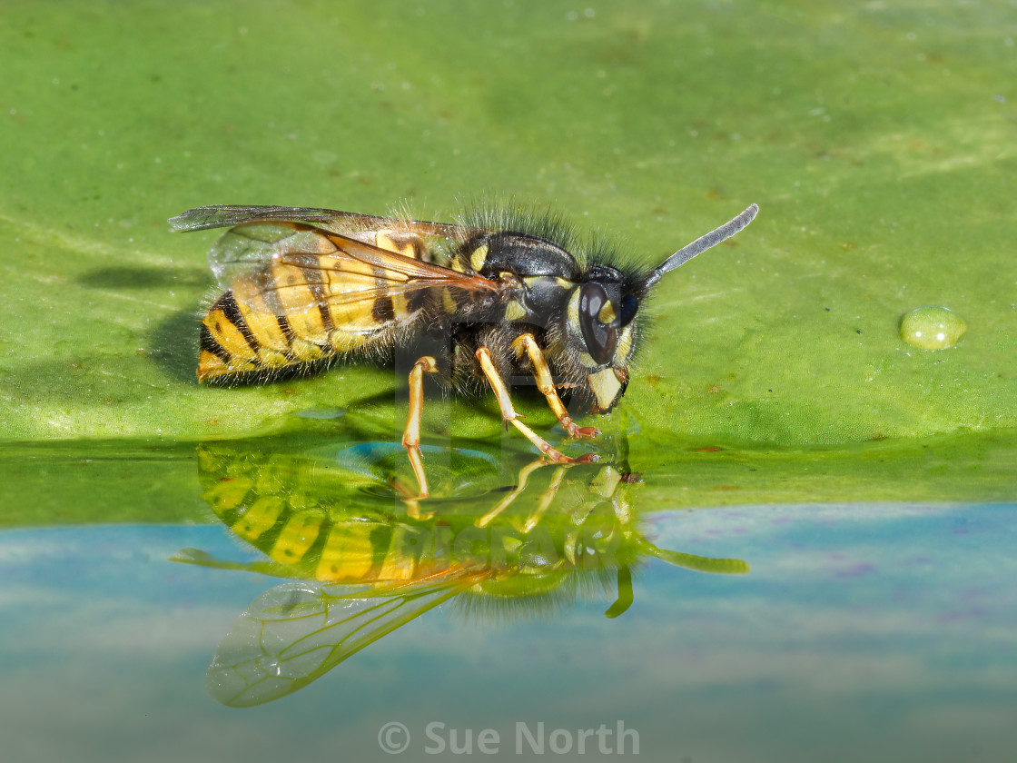 "Wasp reflection." stock image