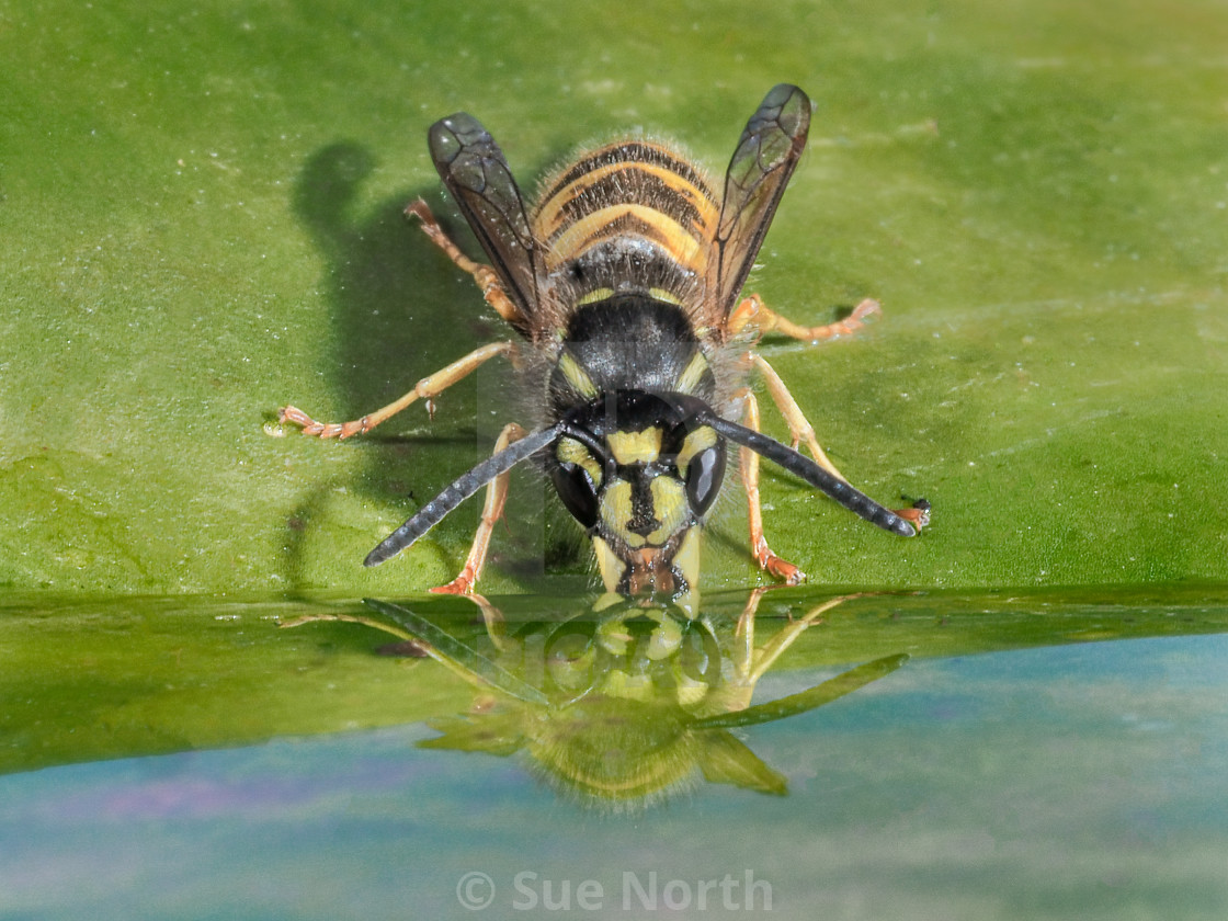 "Wasp having a drink reflection no 3" stock image