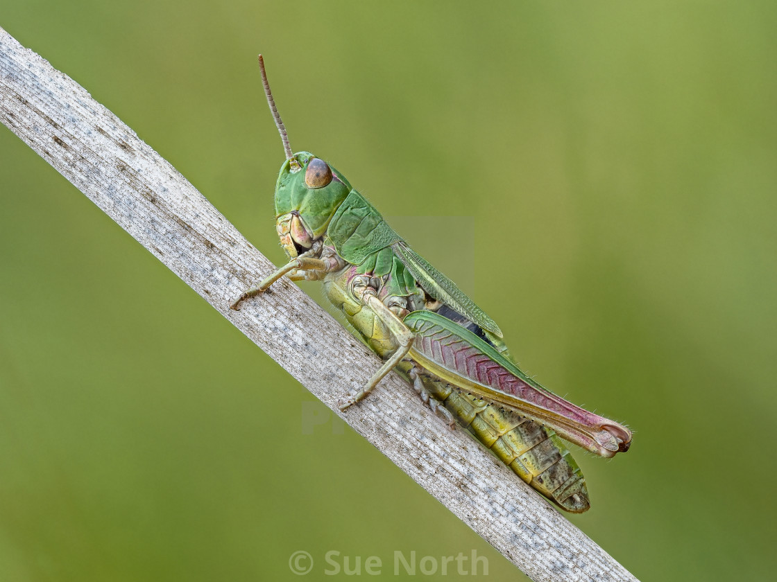 "Meadow Grasshopper Chorthippus parallelus no 2." stock image