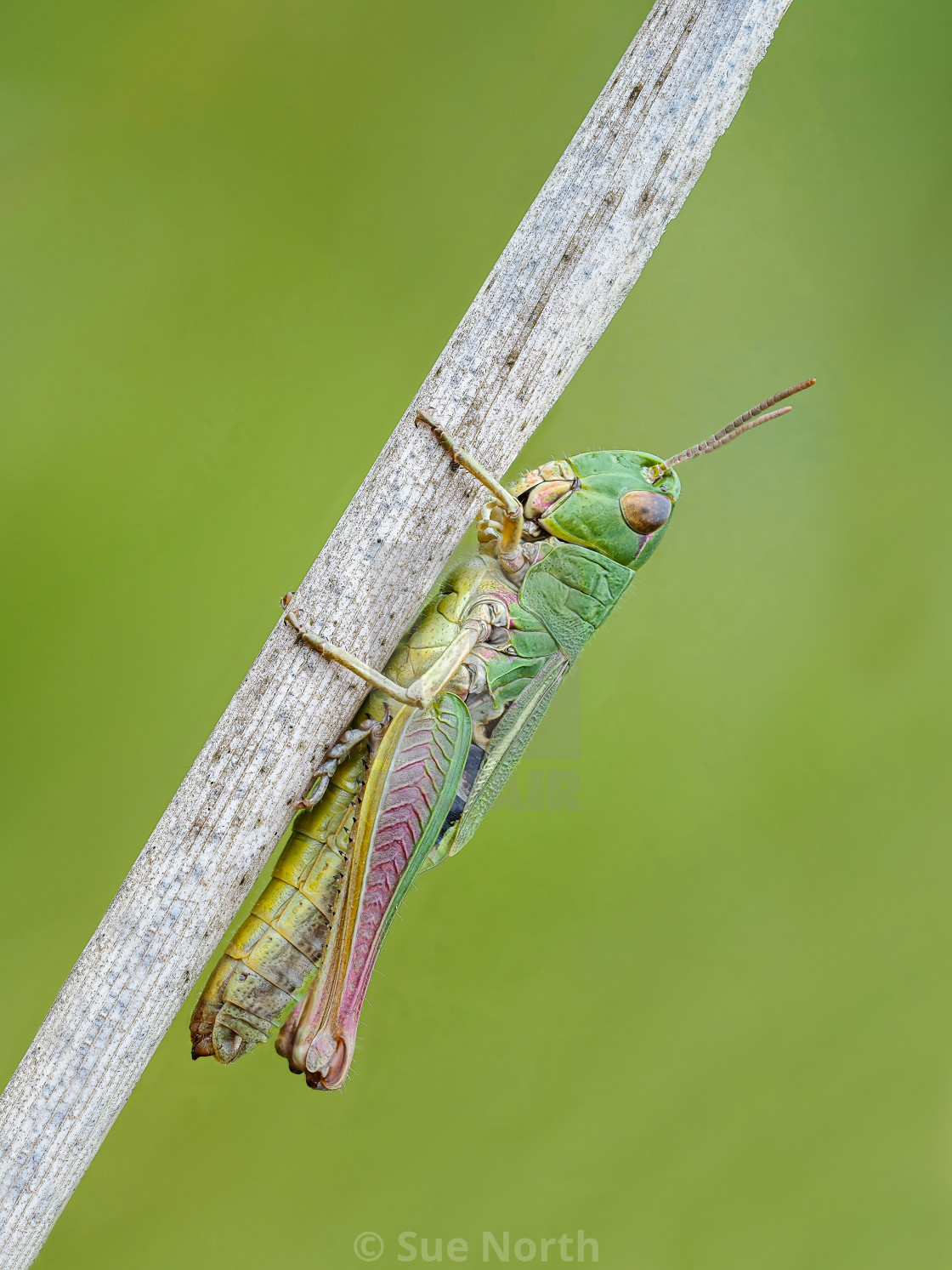 "Meadow Grasshopper Chorthippus parallelus no 3." stock image