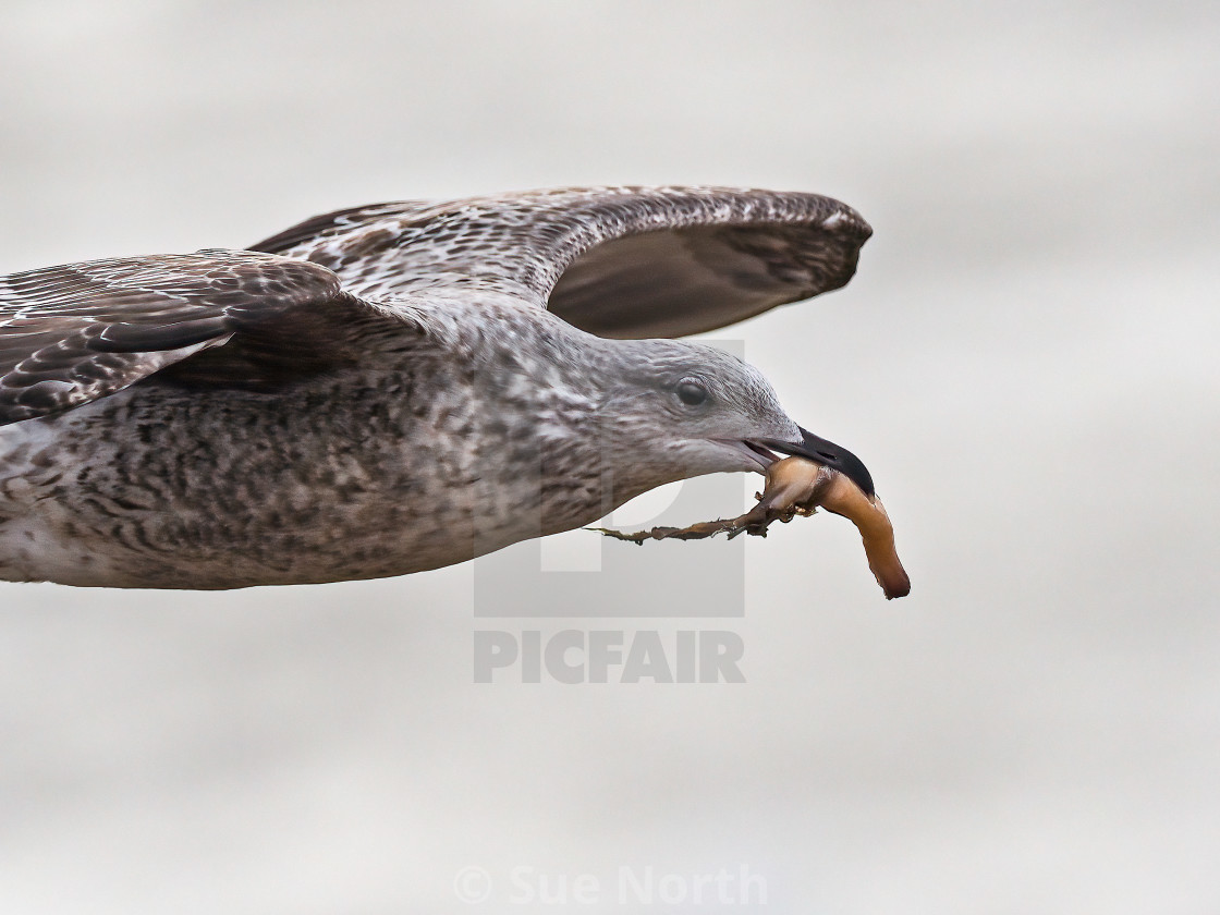 "Herring gull in flight with food." stock image