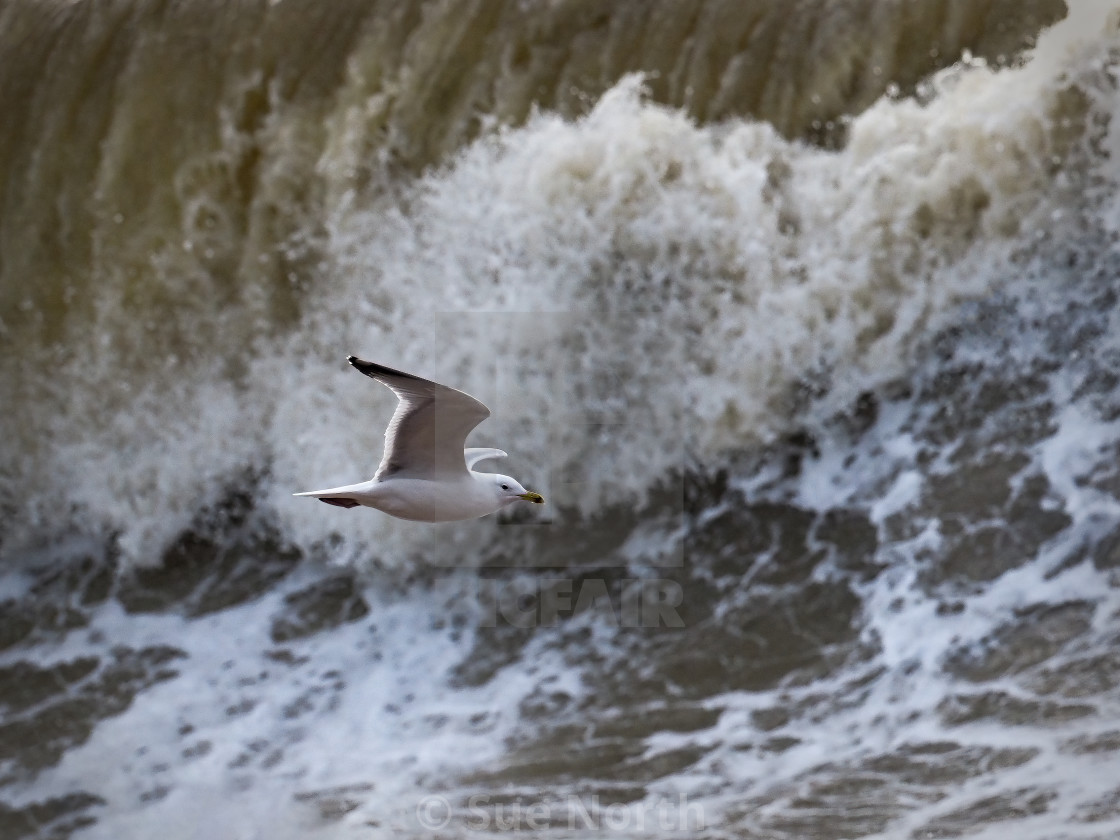 "Flying in rough seas." stock image