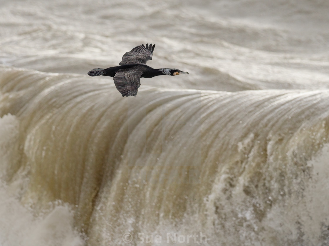 "Cormorant flying in rough seas." stock image