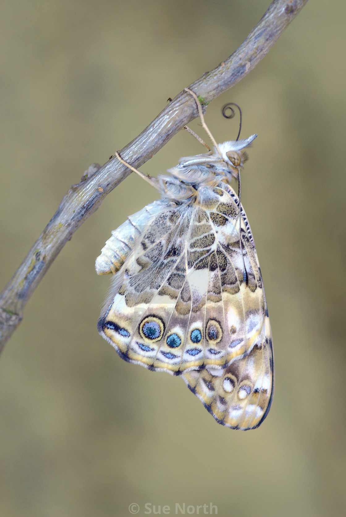 "Painted lady butterfly Vanessa cardui no 6" stock image