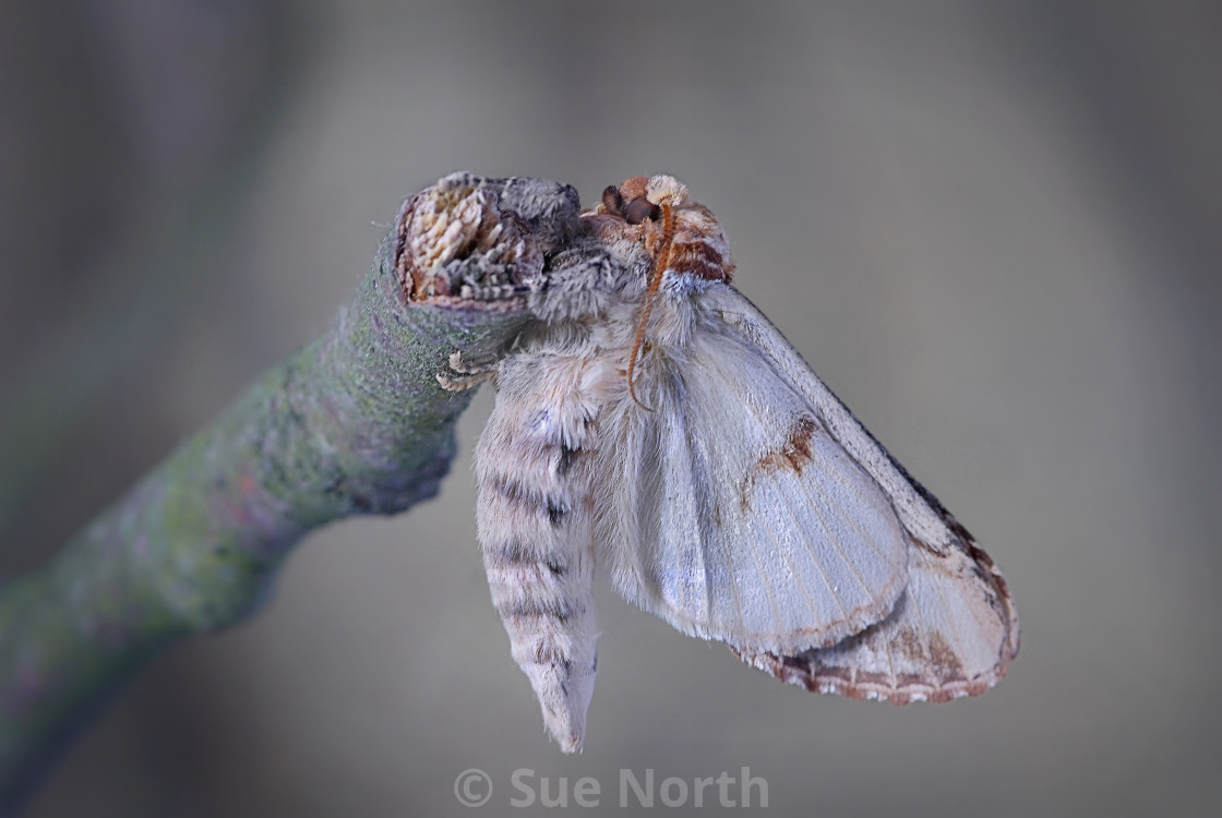 "Buff tip moth emerged no 5" stock image