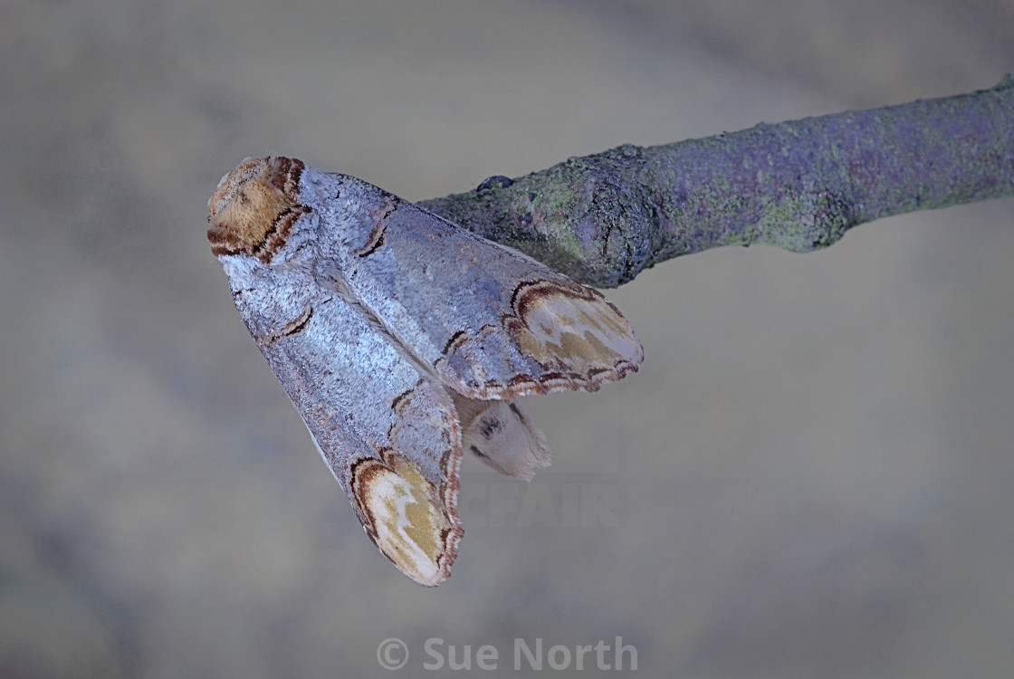 "Buff tip moth no 5" stock image