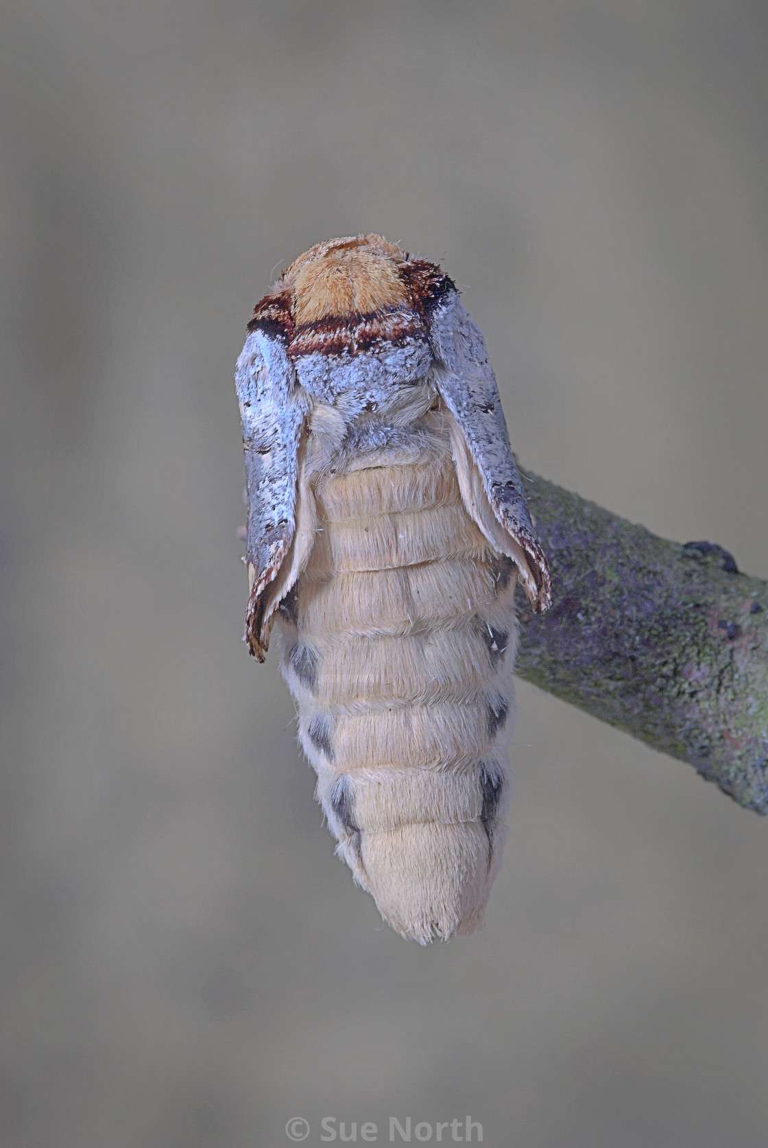 "Buff tip moth emerged no 2" stock image