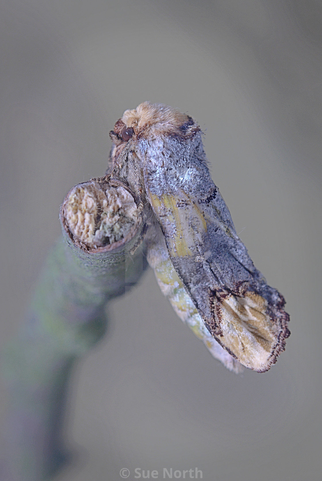 "Buff tip moth no 1" stock image