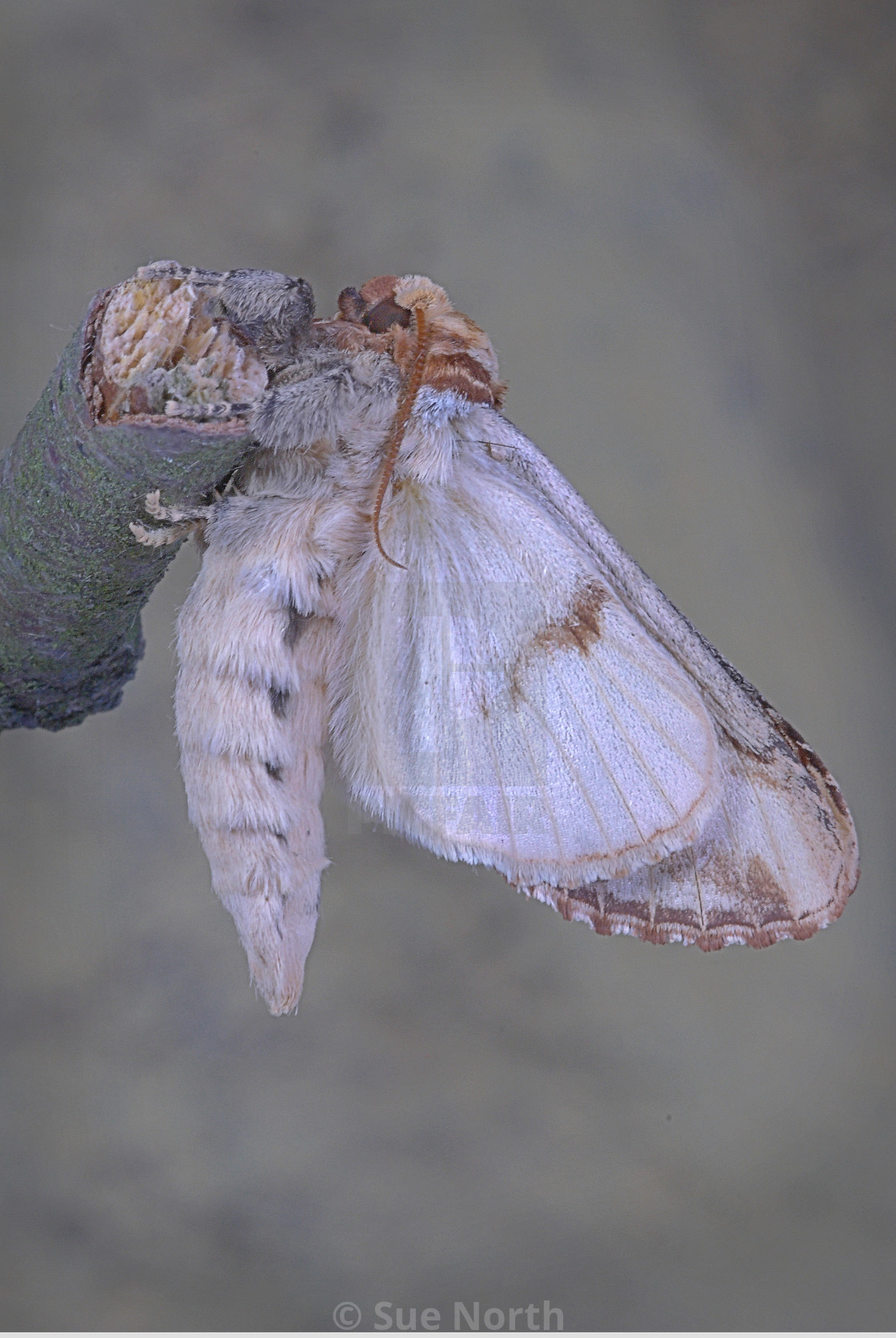 "Buff tip moth emerged no 4" stock image